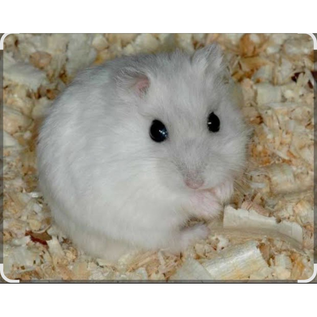 HAMSTER WINTER WHITE