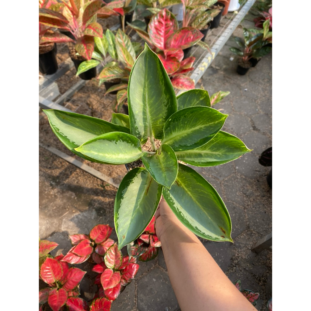AGLAONEMA GREEN BOWL