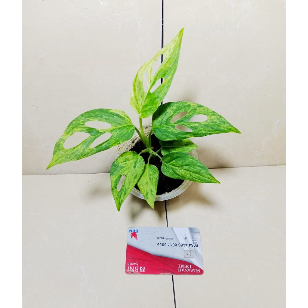 janda bolong varigata lokal