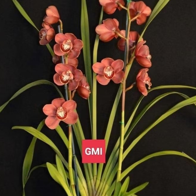 Anggrek Tanah Cymbidium wangi ( baby walker )