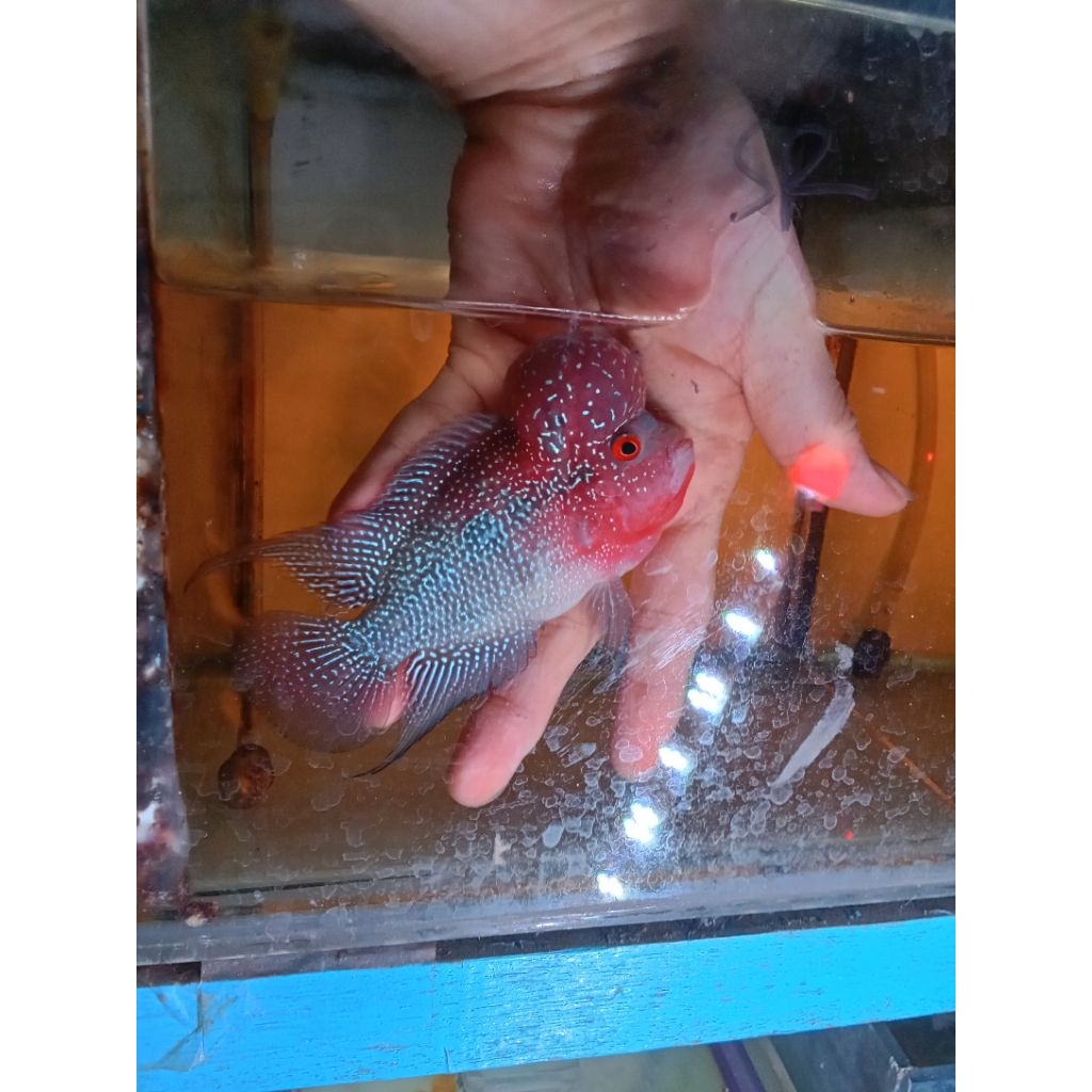 LOHAN SRD 8-9CM (FOTO ASLI) IKAN HIAS