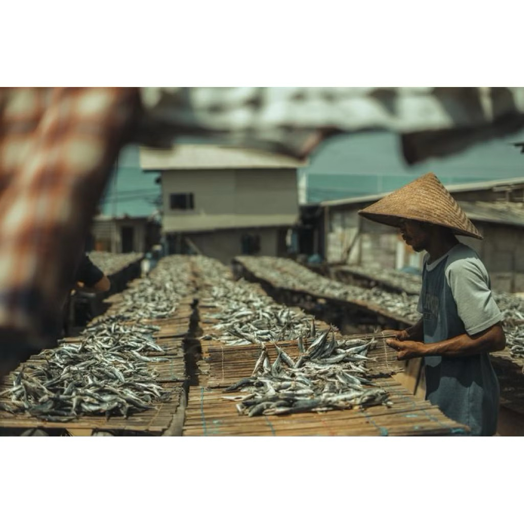 ikan asin rebus hasil laut Lampung segar fresh