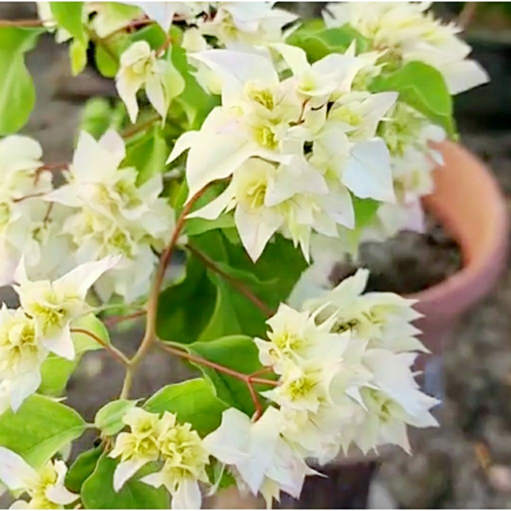 Bunga Bougenville Hawai Putih