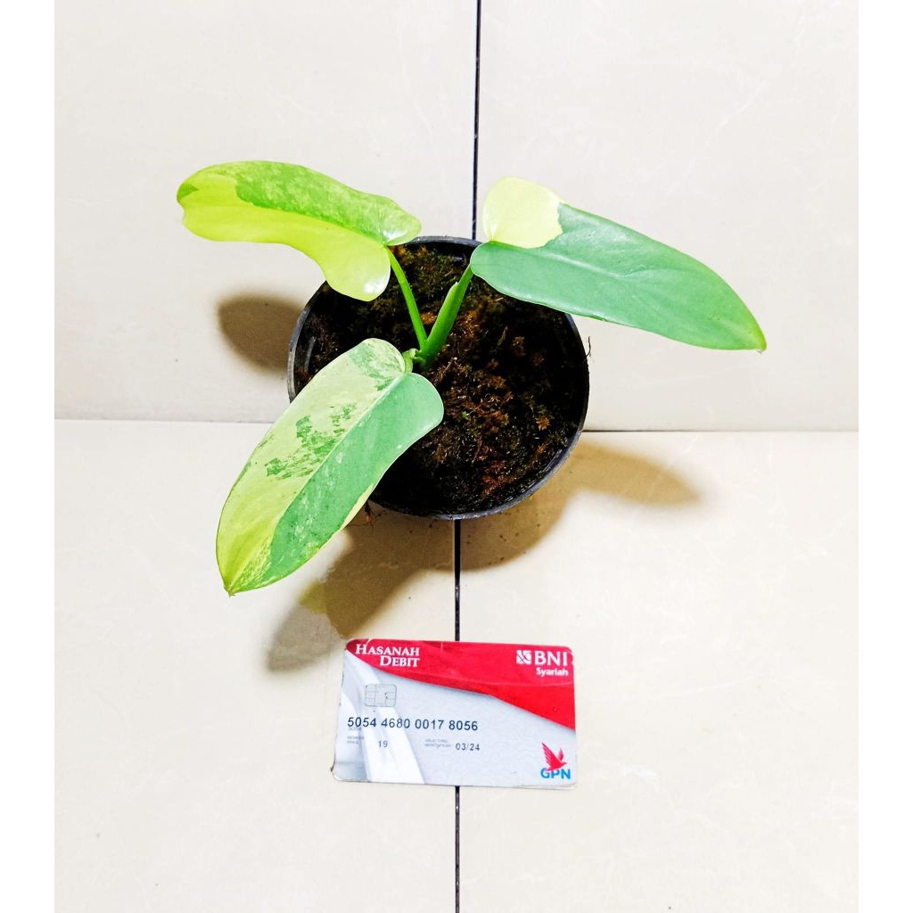 violin golden varigata