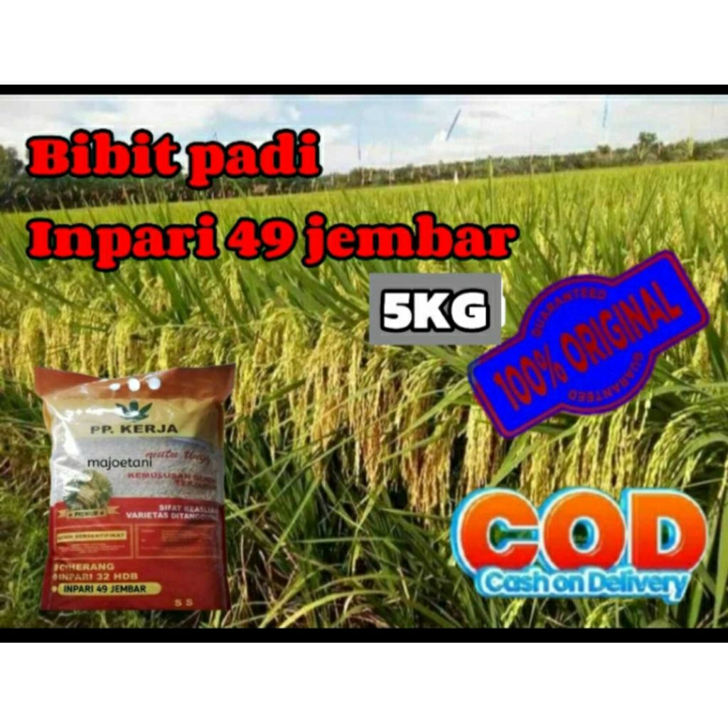 BIBIT PADI INFARI 49 JEMBAR