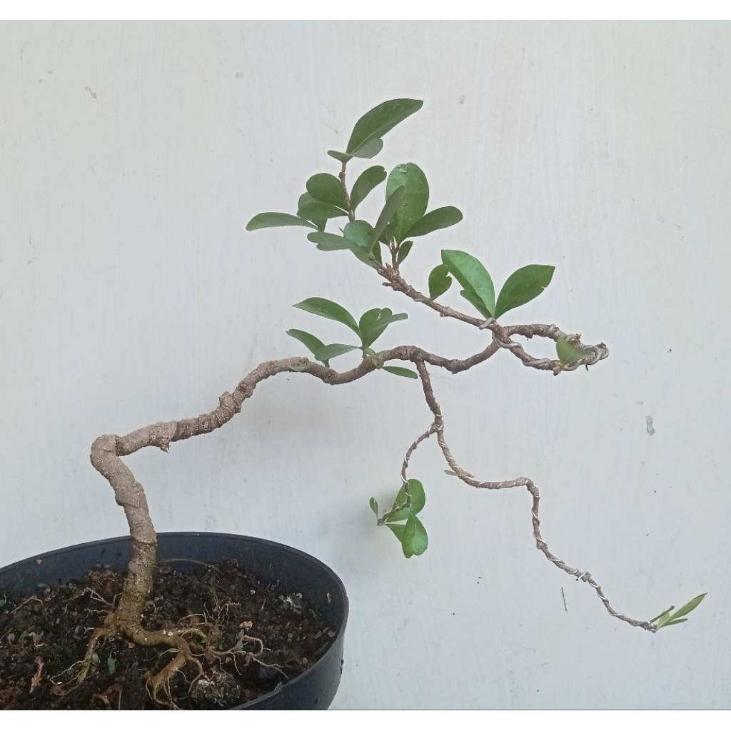 Sianci manis - Cherry Barbados