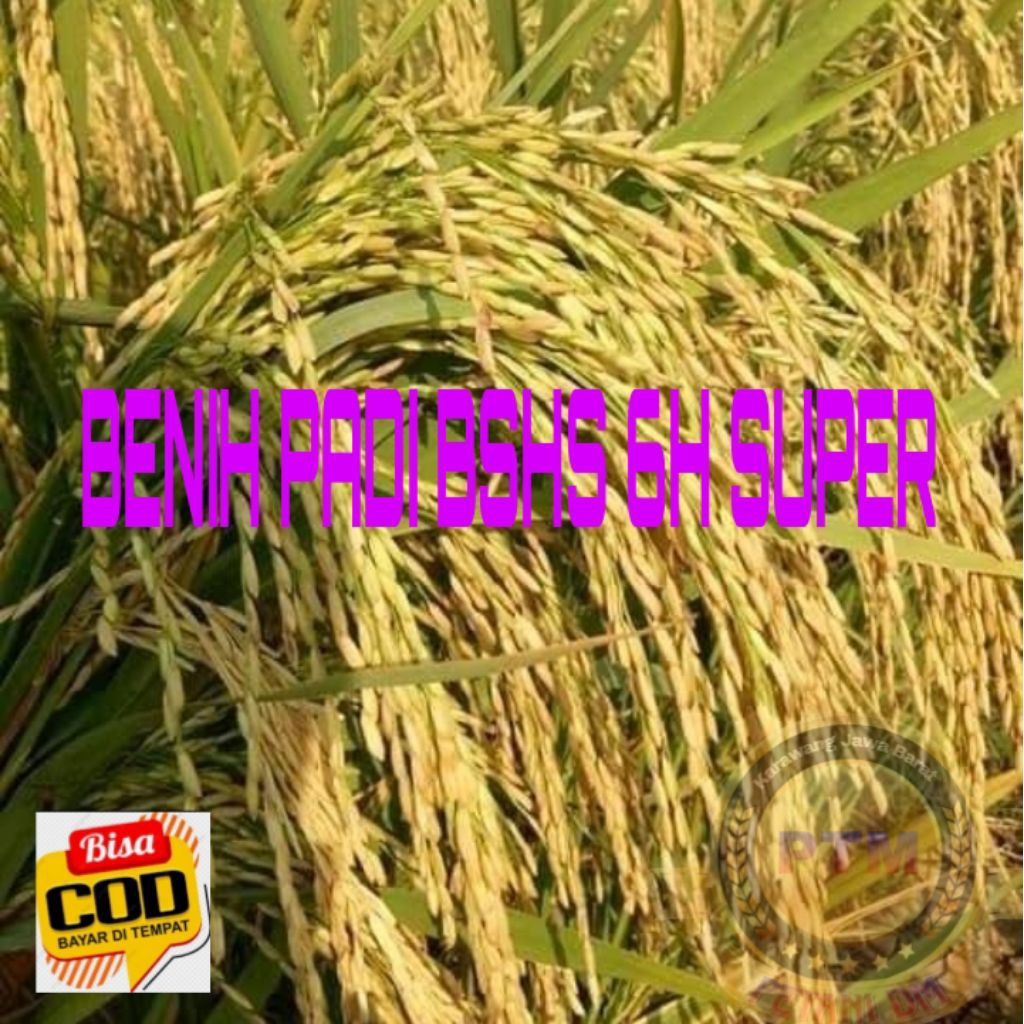 Benih padi bshs 6h super kemasan 1kg