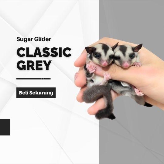 Sugar Glider Classic Grey Joey