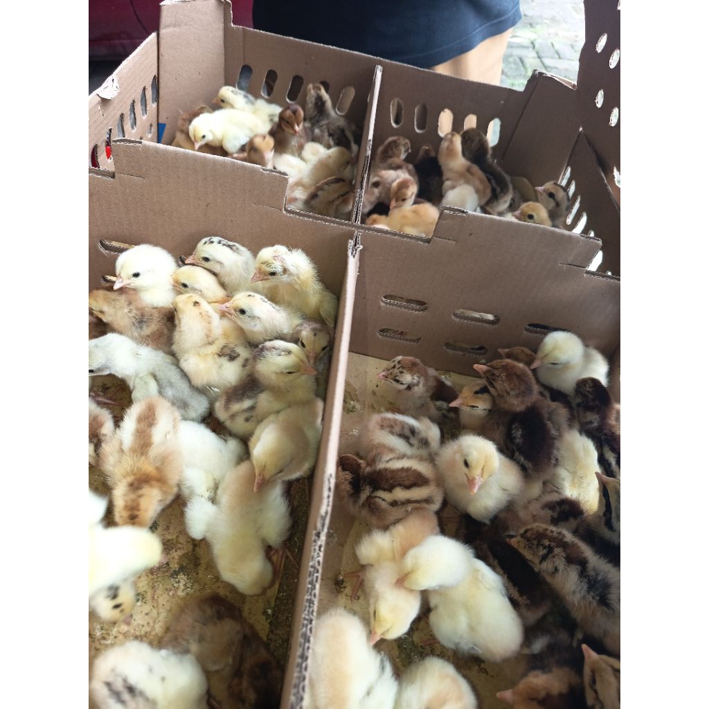 DOC KUB2 KAKI KUNING PERBOX