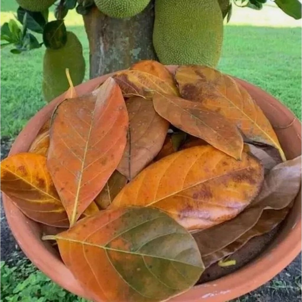 daun kering buat kolase daun nangka kering