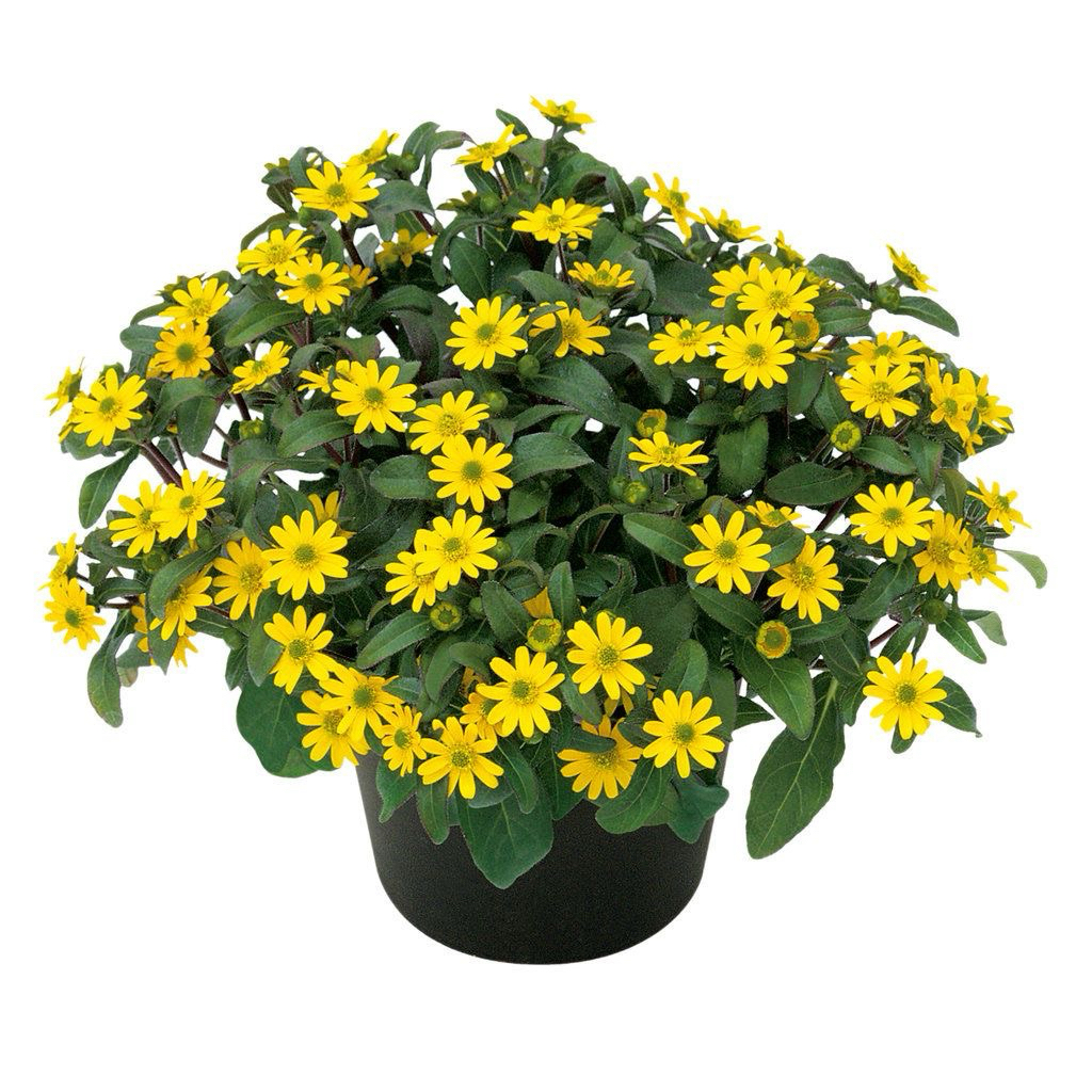 Tanaman hias bunga matahari mini bunga mini (Tanaman Hidup-Bunga Hidup Rumah)