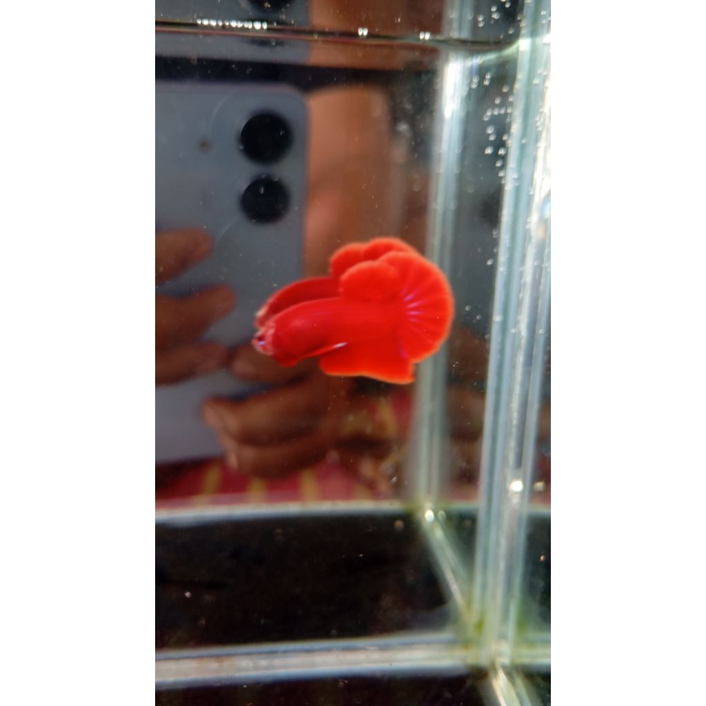 baby HMPK super red Male