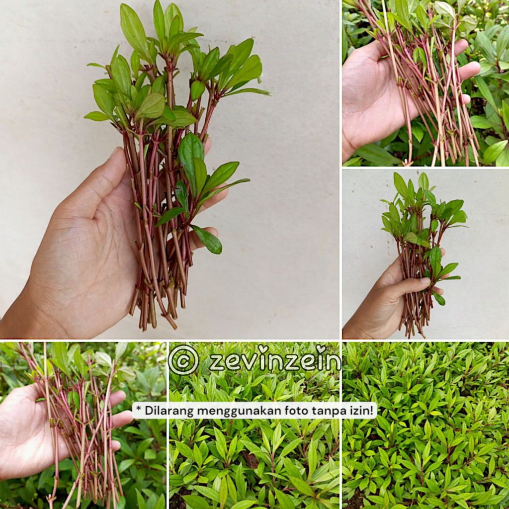 20 Batang Prasman Genjik - Herbal dan Bumbu Masak