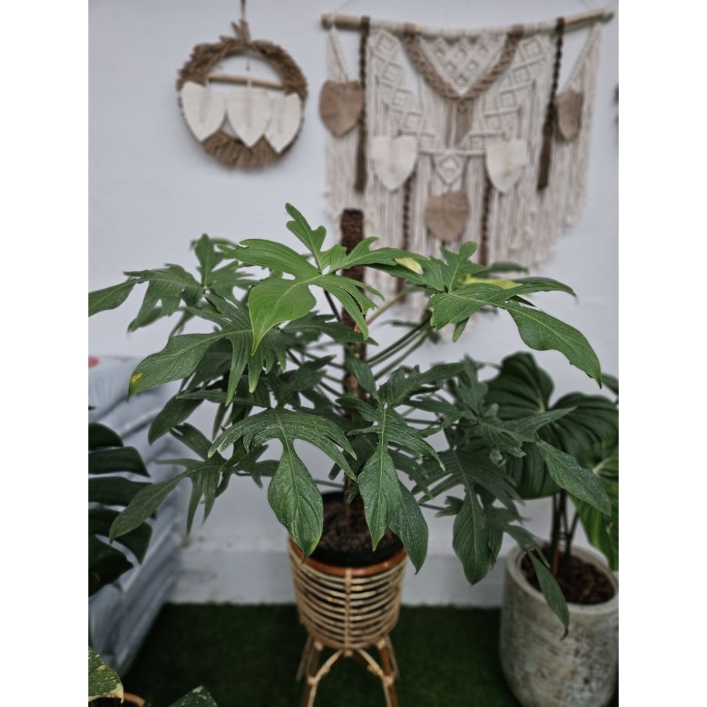 Philodendron Florida Ghost / Philo Florida Ghost