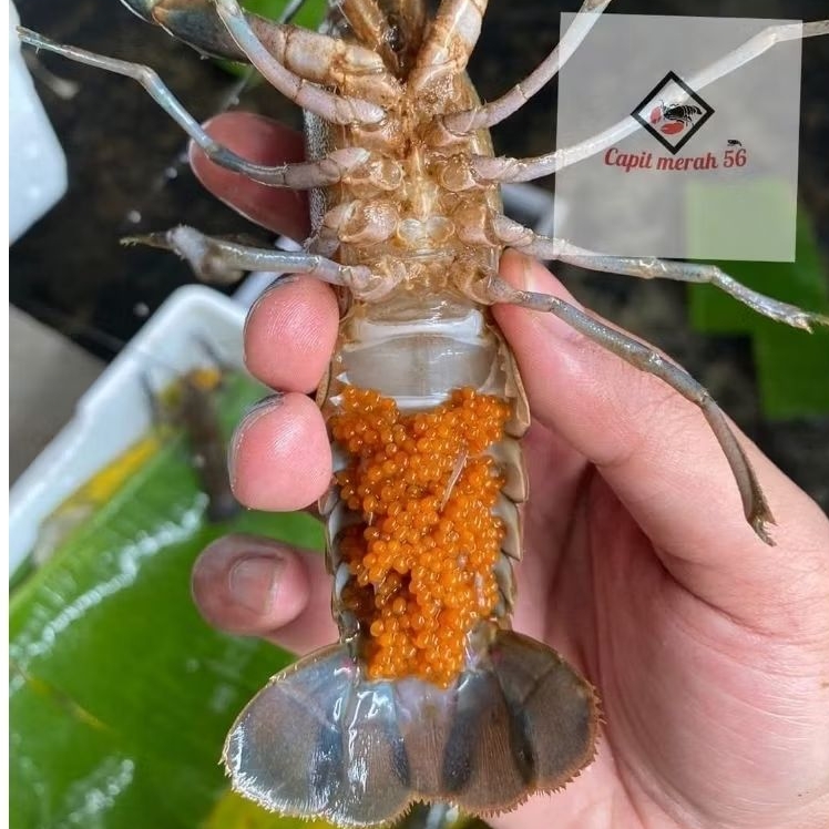 Lobster air tawar indukan gendong telor super Grade A