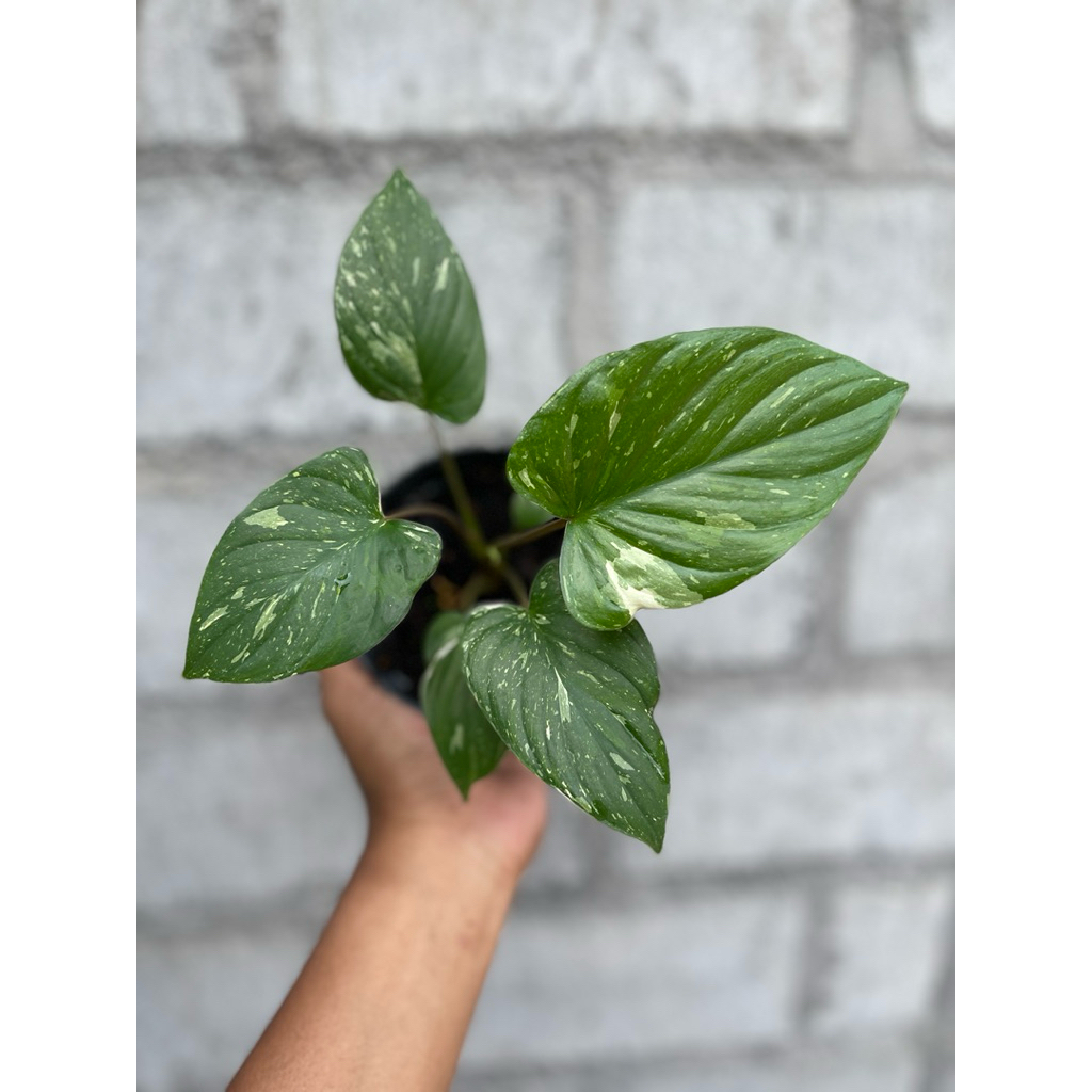 Homalomena Thai Stardust