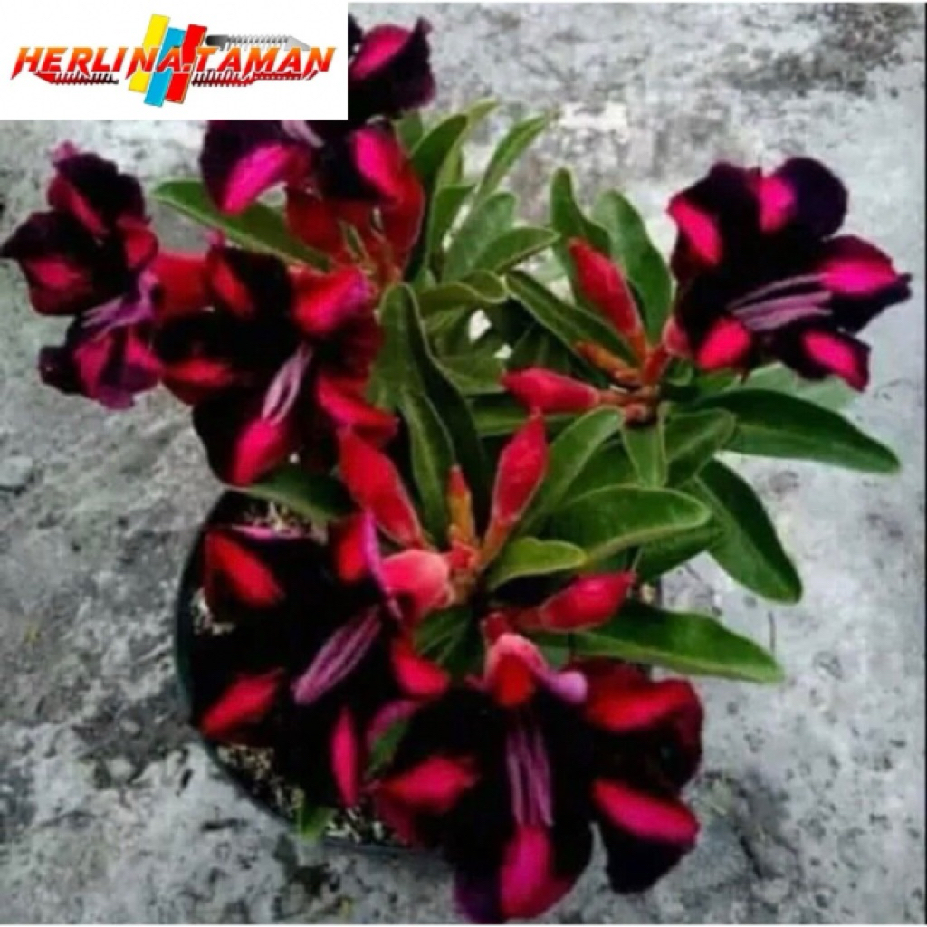 Murah Tanaman Hias Adenium Bunga Pink Hitam - Bibit Tanaman Hias Adenium Kamboja Bunga Tumpuk