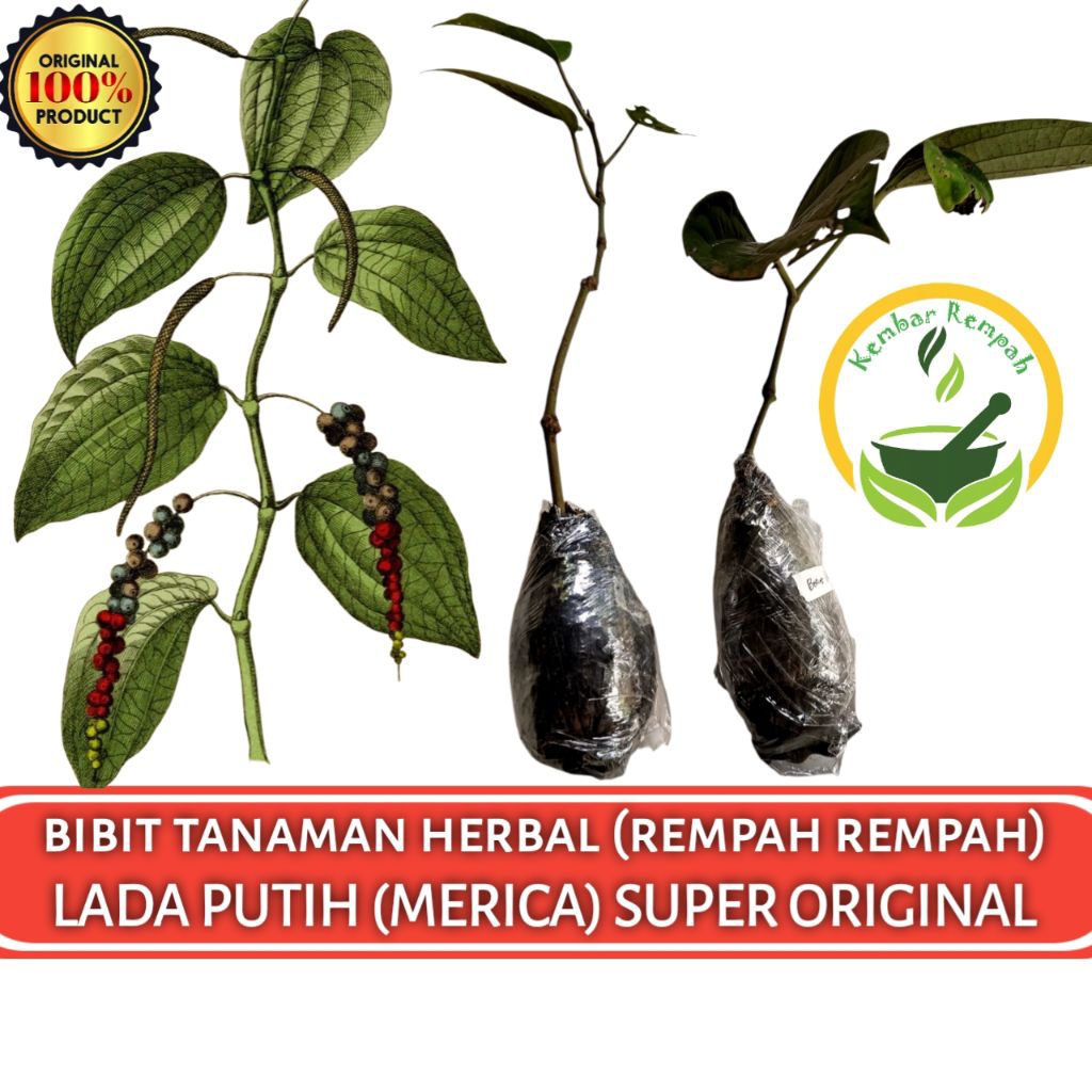 Bibit Tanaman Lada Putih (Merica) Super Siap Tanam
