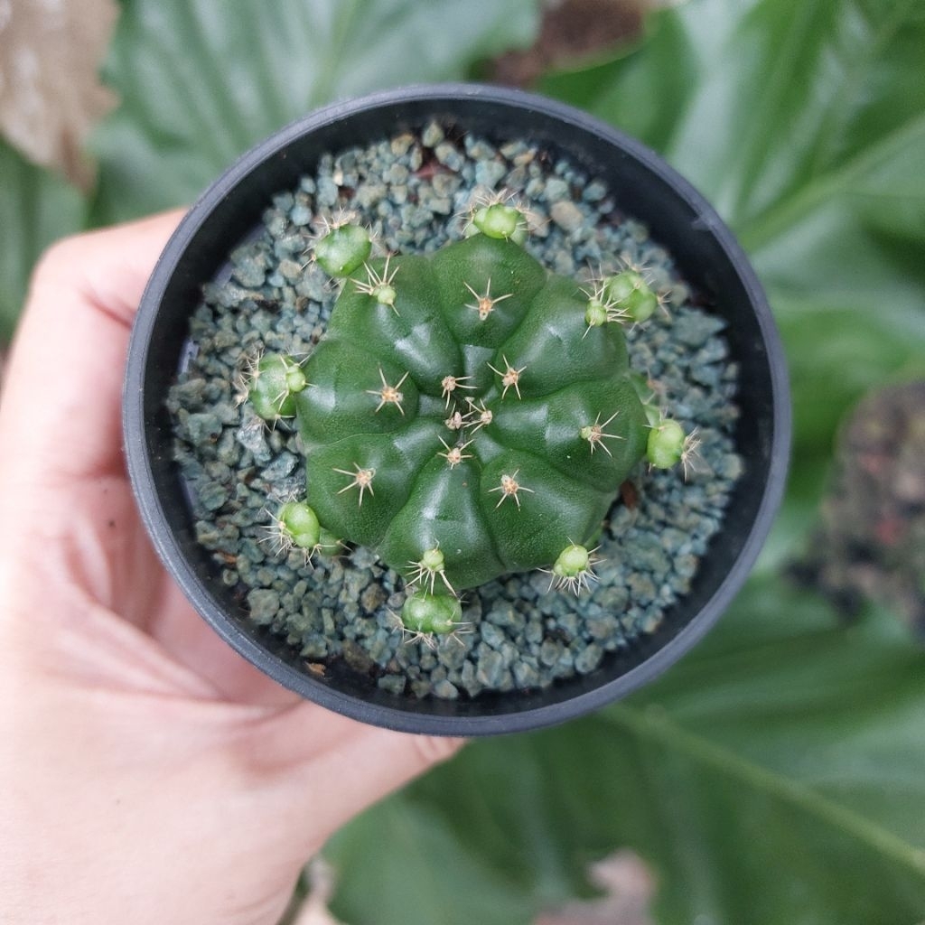 Tanaman Hias Potekan Sukulen Gymno Kaktus Damsi Damsii Ungu Ijo