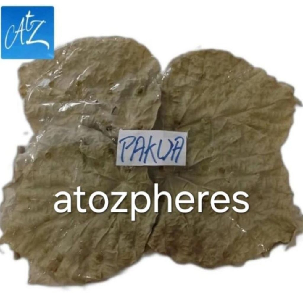 Daun pak kua pakua pakkua pat kwa pilihan sortiran kering bersih tidak berpasir asli original siap d