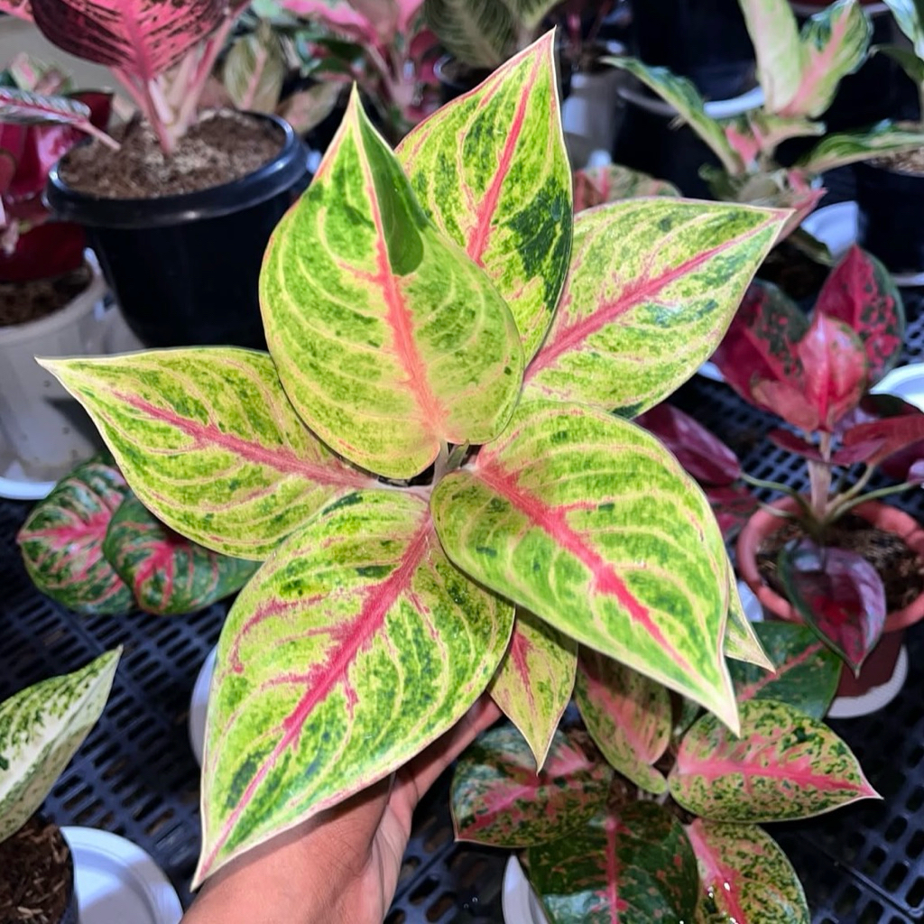 Tanaman hias aglonema red panama - Aglonema panama