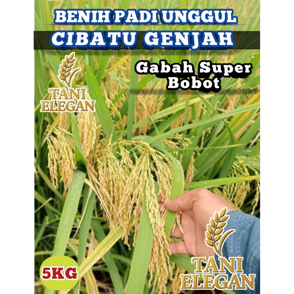 BENIH PADI SUPER UNGGUL CIBATU GENJAH 5KG