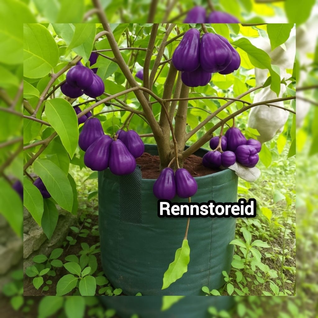 Bibit Jambu Air Citra Ungu Okulasi Pendek Cepat Berbuah Cocok Ditanam Dipot