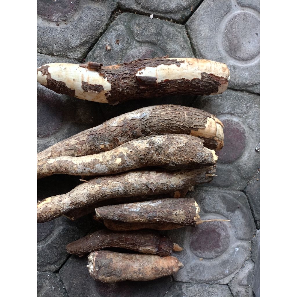 singkong hasil panen di sawah