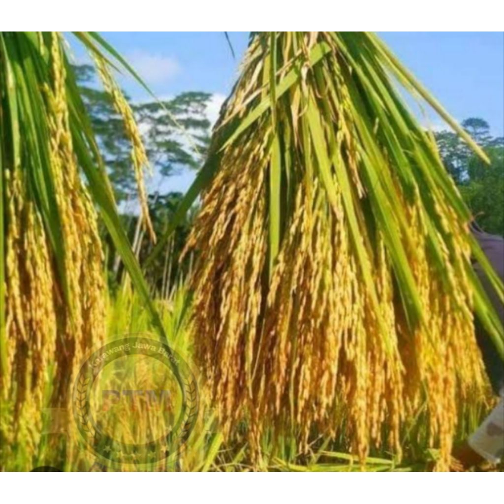 BENIH PADI INPARI 42 GSR 5KG