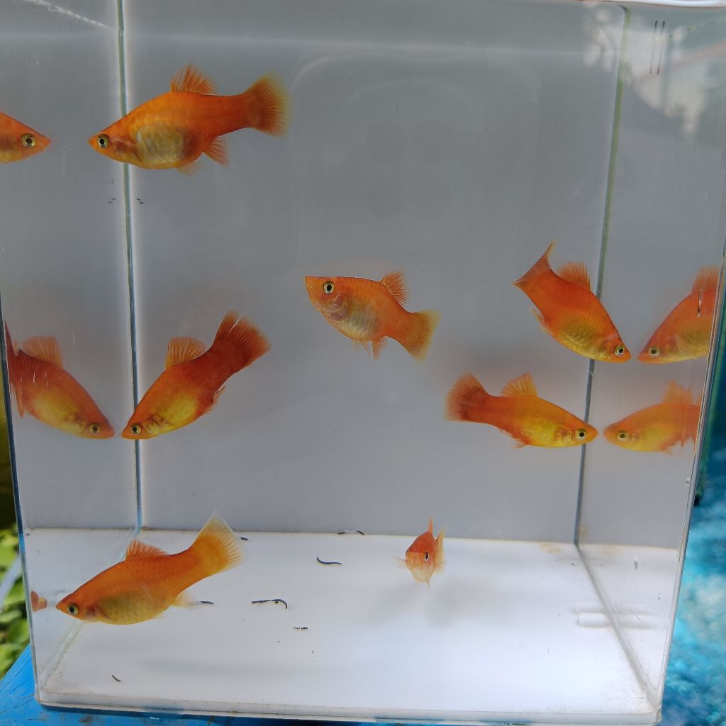 stiker berbentuk platy sunrise jumbo 2 = 12 ribu jantan betina platy gergasi