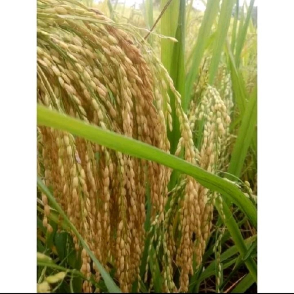 BENIH BIBIT PADI PANDAN WANGI KEMASAN 5KG