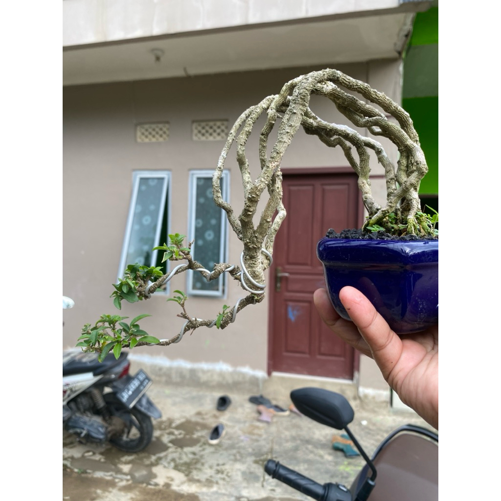 bonsai sakura siap pajang