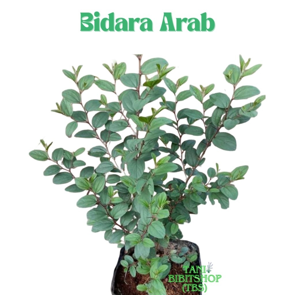 Bibit Bidara Arab Siap Tanam Pohon Bidara Asli