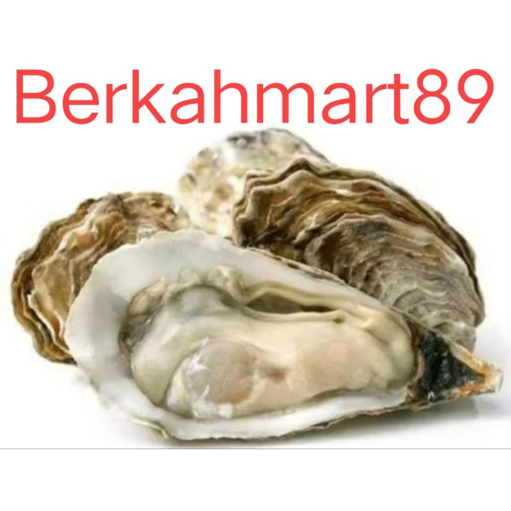 Kerang oyster