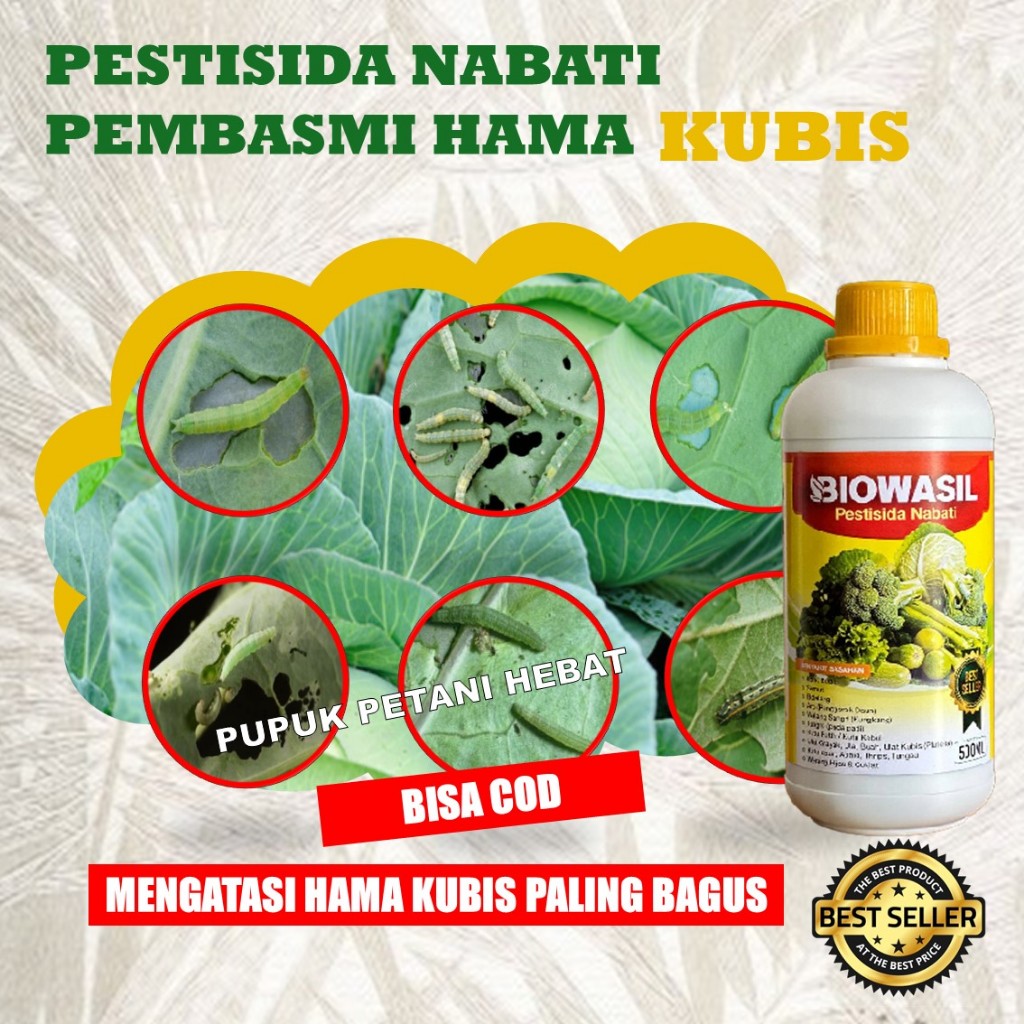 Pestisida Nabati Biowasil untuk Kubis | Pengendali Hama Daun & Ulat | Tanaman Kubis Sehat Panen Lebi