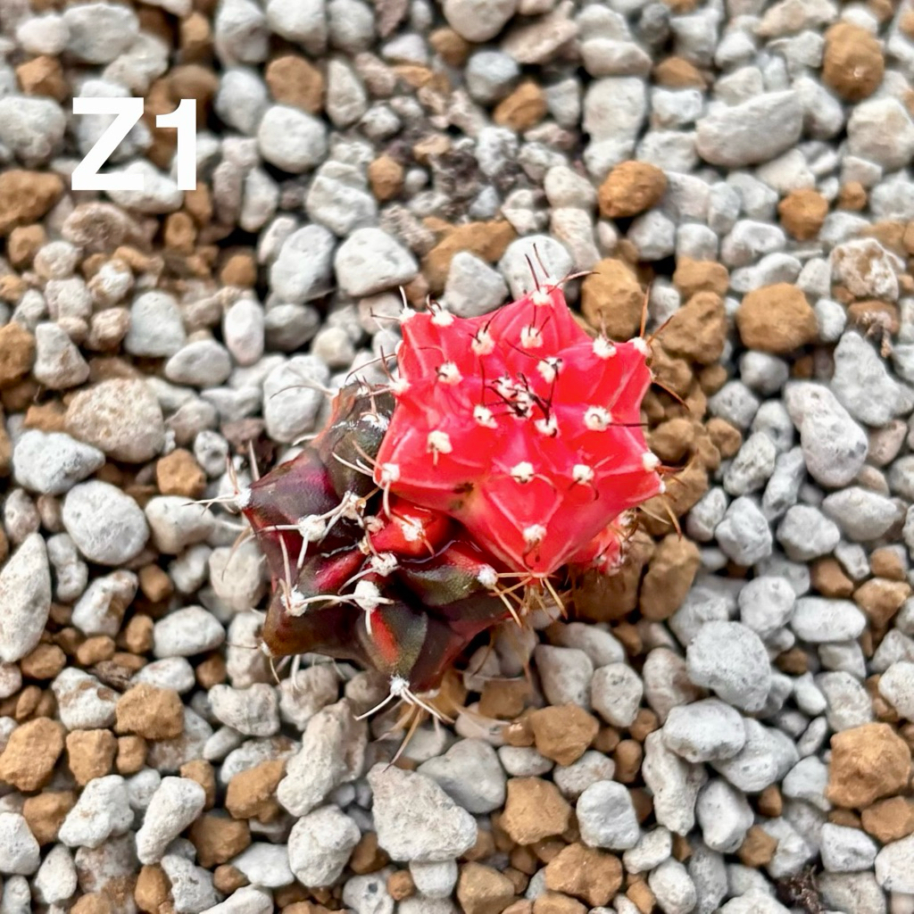Kaktus Gymno Miha Zircon Variegata Gymnocalycium Mihanovichii
