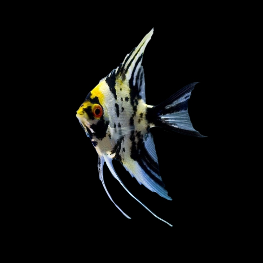 Ikan Hias Manfish Tricolor / Tricolor Angelfish / Ikan Hias Air Tawar