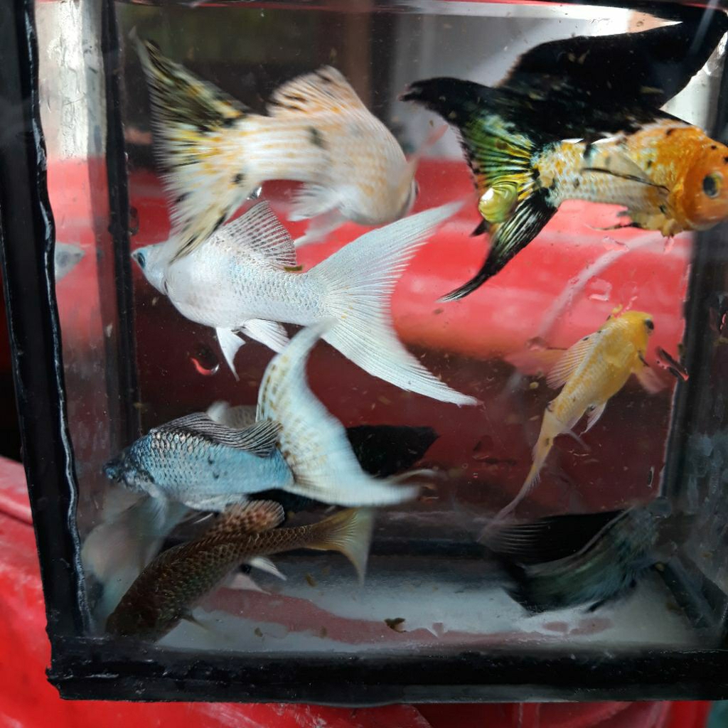 boneka molly veiltail / slayer