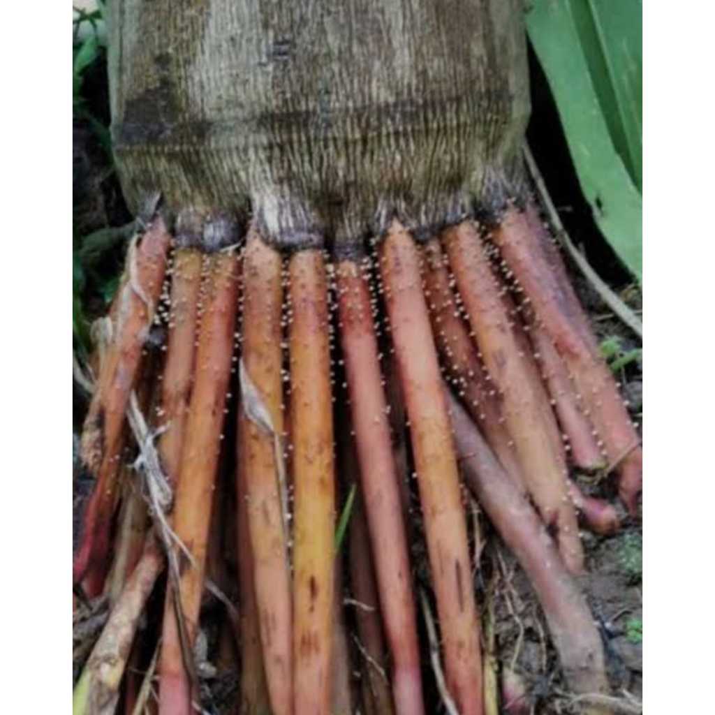 Akar Pinang Jame Segar Obat Herbal Tradisional Untuk Meningkatkan Kekebalan Tubuh