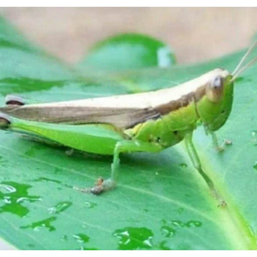 Belalang swah hidup 50