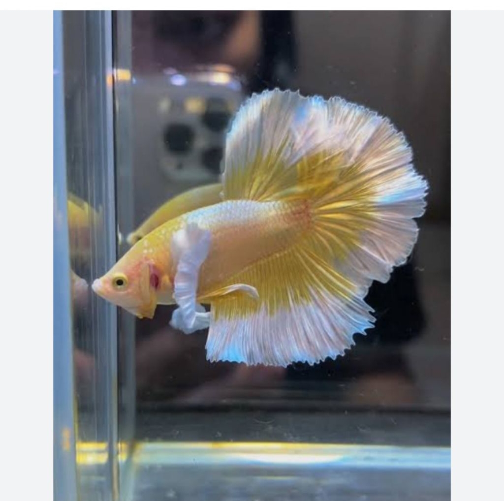 CUPANG HMDE GOLD BUTTERFLY