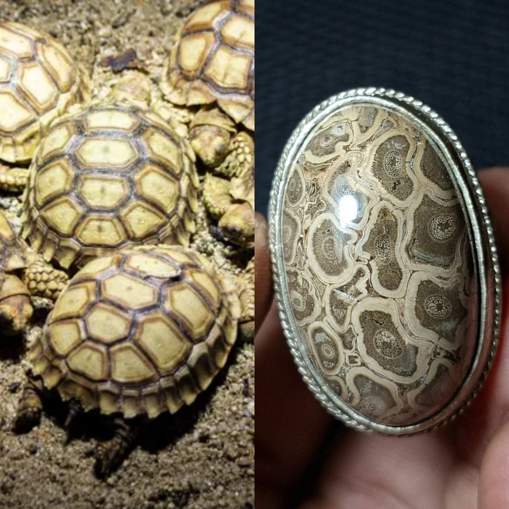 Batu akik mutif kura kura