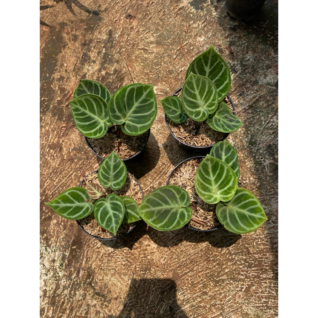 Anthurium dorayaki ori