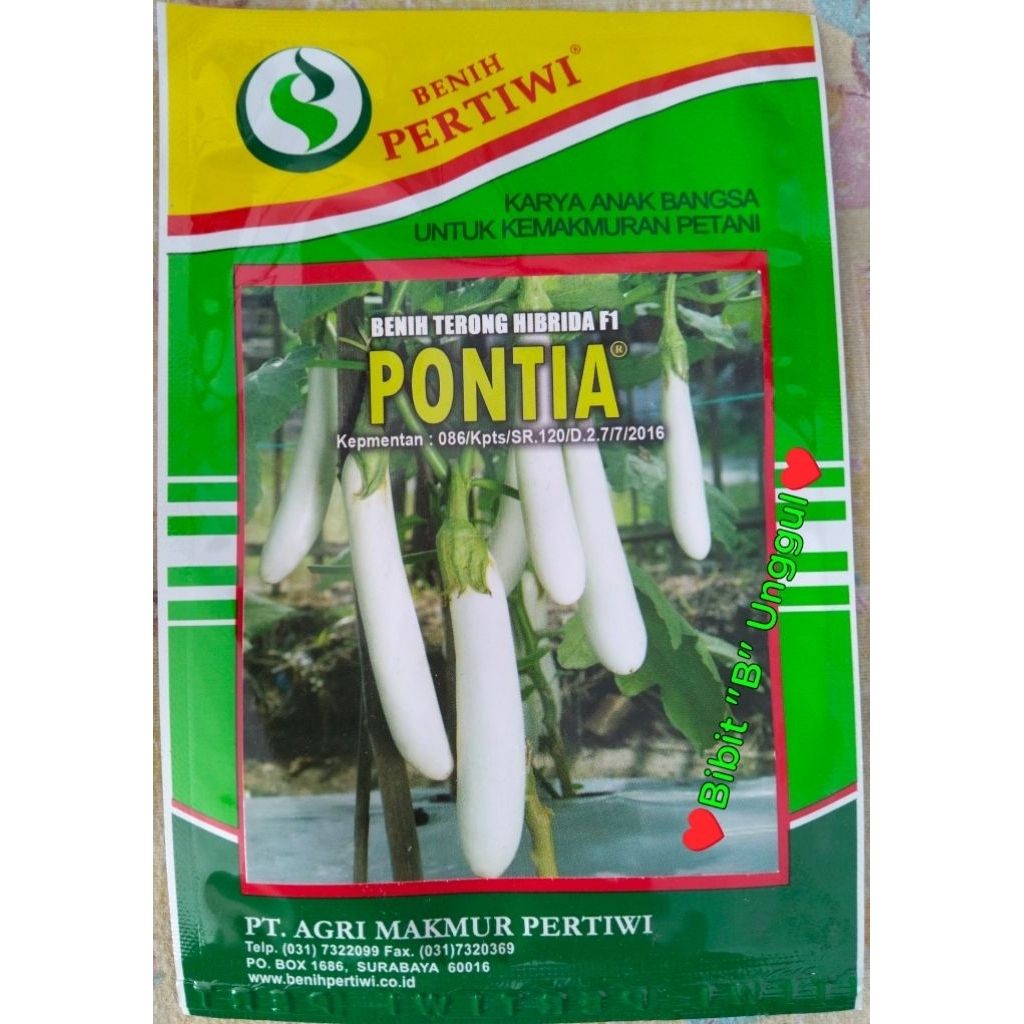 Benih Terong Hibrida F1 PONTIA  5 gram. terong Putih.