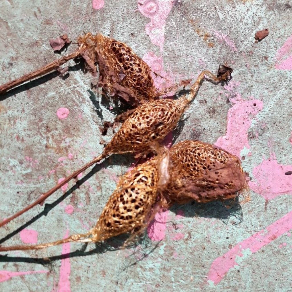 KEPOMPONG EMAS NATURAL ALAMI