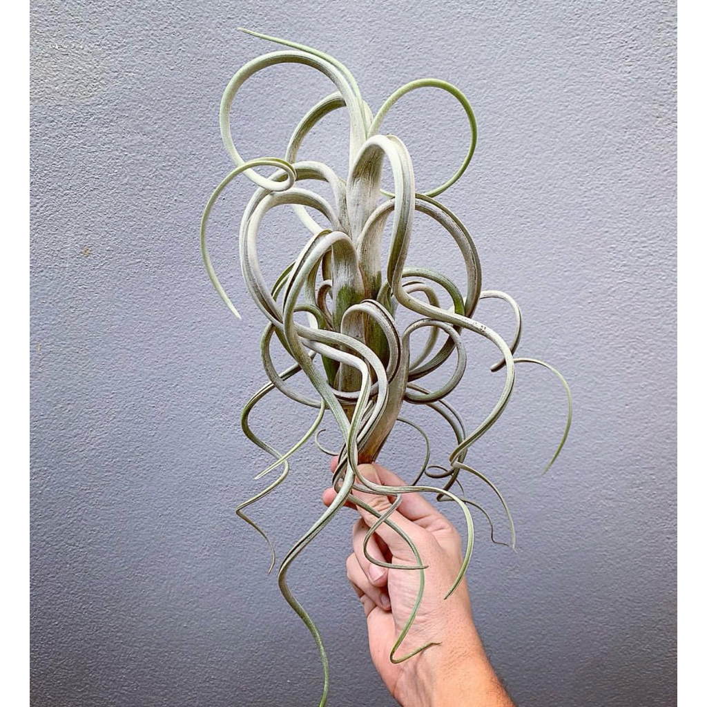 TILLANDSIA INTERMEDIA GIANT FORM