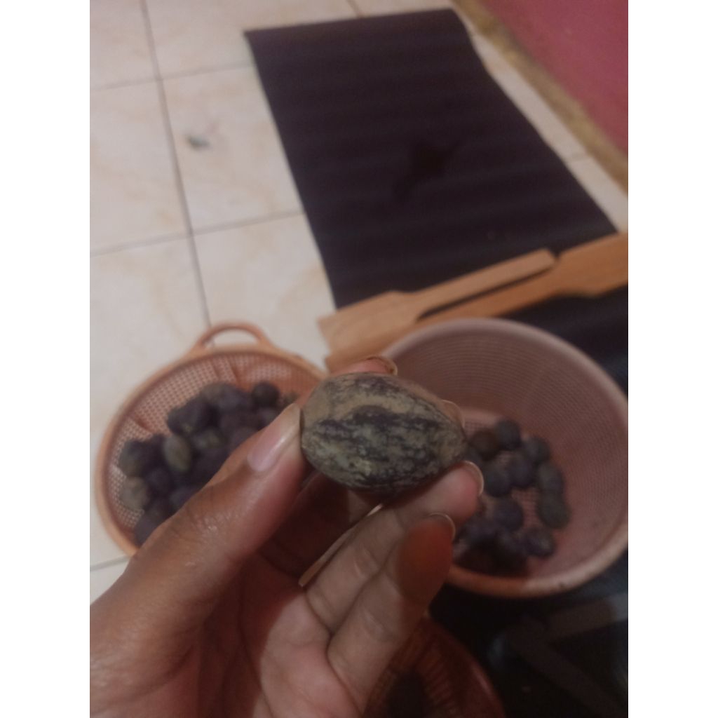 kemiri aduan Jawa x Jayanti ukuran kecil