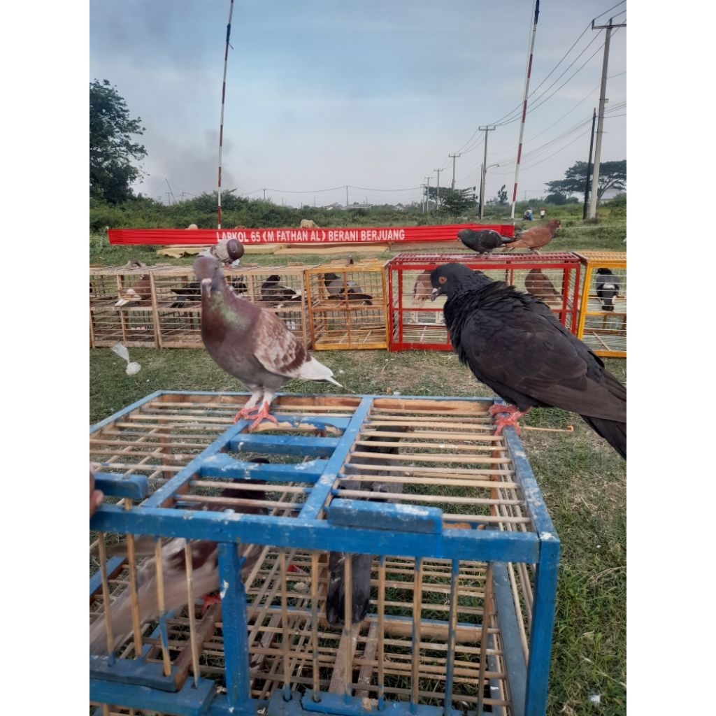 1 Pasang Burung Dara/Merpati Giring Termurah