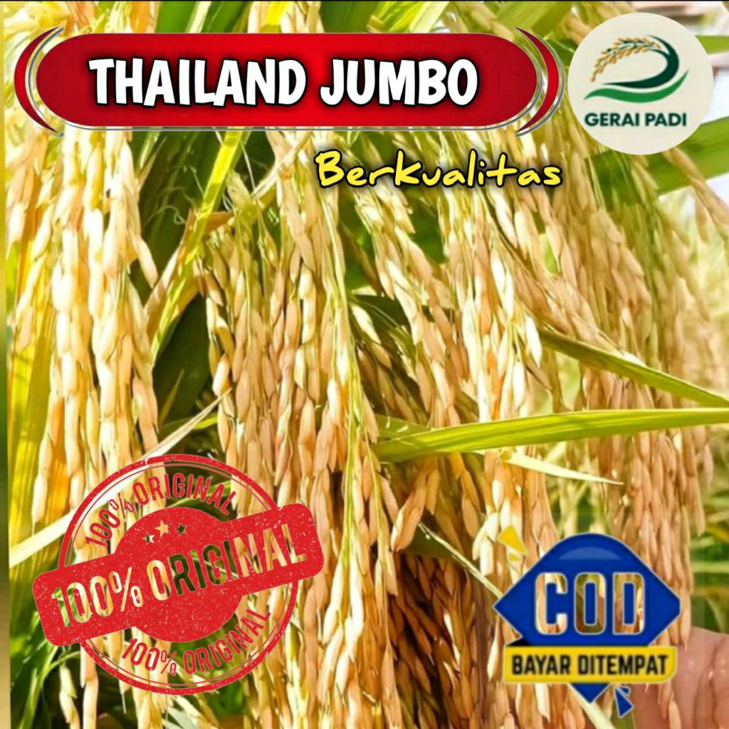 (5KG) BIBIT PADI THAILAND JUMBO SUPER UNGGUL KUALITAS PREMIUM