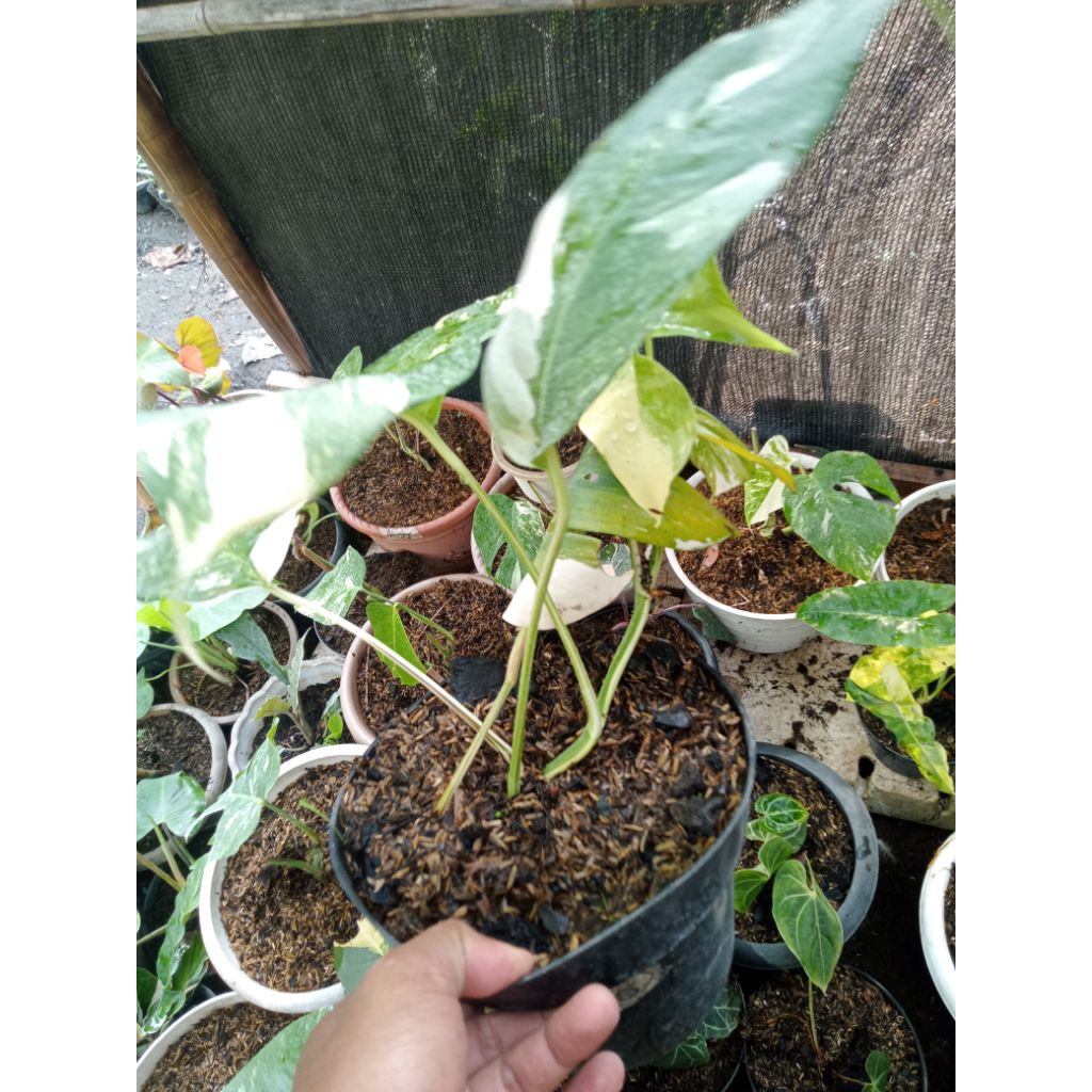 Philo epipremnum varigata